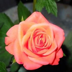 Meet your Posher, Rosie